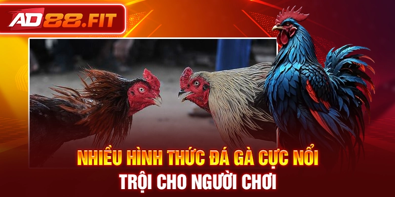 Nhiều hình thức đá gà cực nổi trội cho người chơi